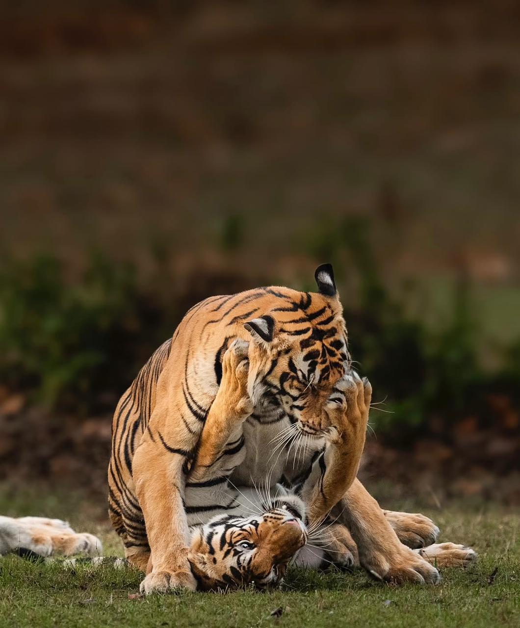 Ranthambore Fort view